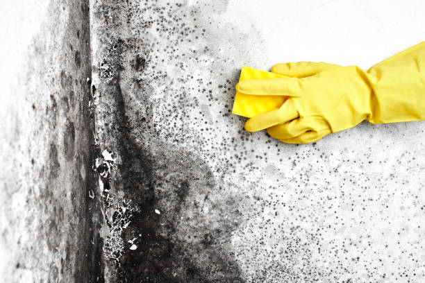 Best HVAC Mold Remediation in Lanham, MD