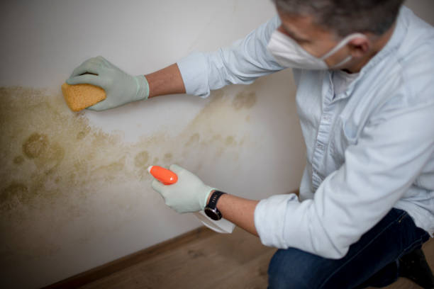 Best Basement Mold Remediation in Lanham, MD