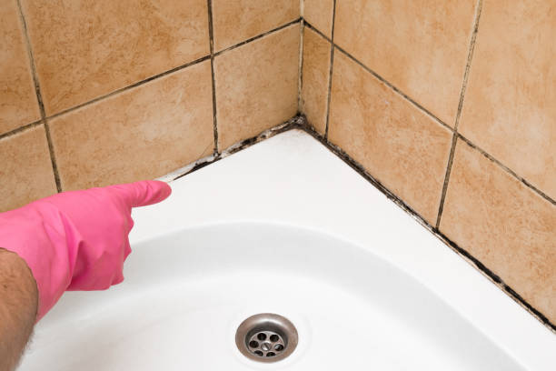 Trusted Lanham, MD Mold Remediation Experts